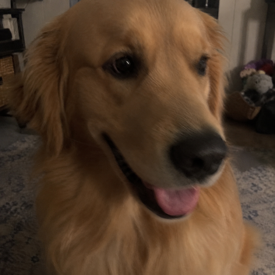 Bad dog photo example
